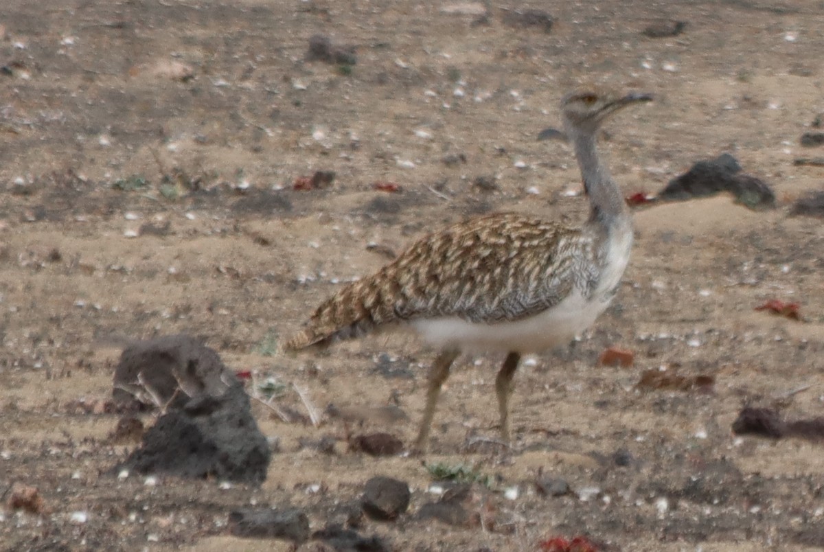 Houbara Bustard - ML620672134