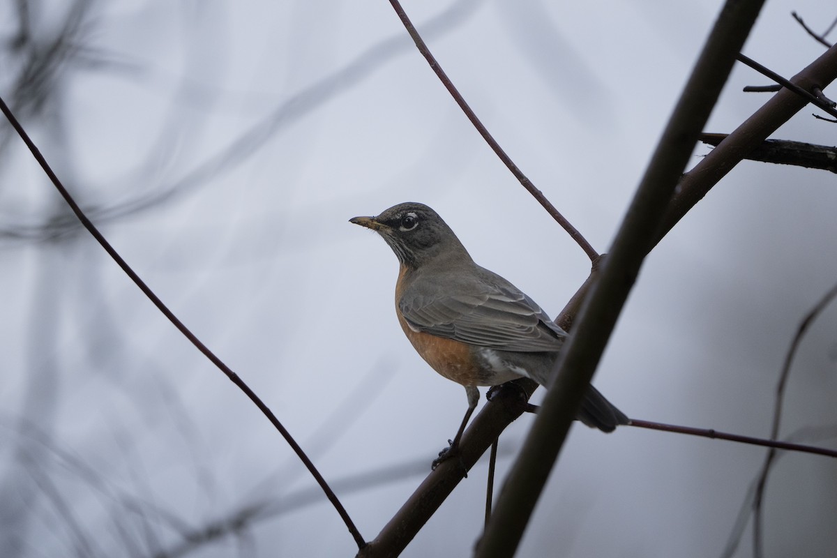 American Robin - ML620672135