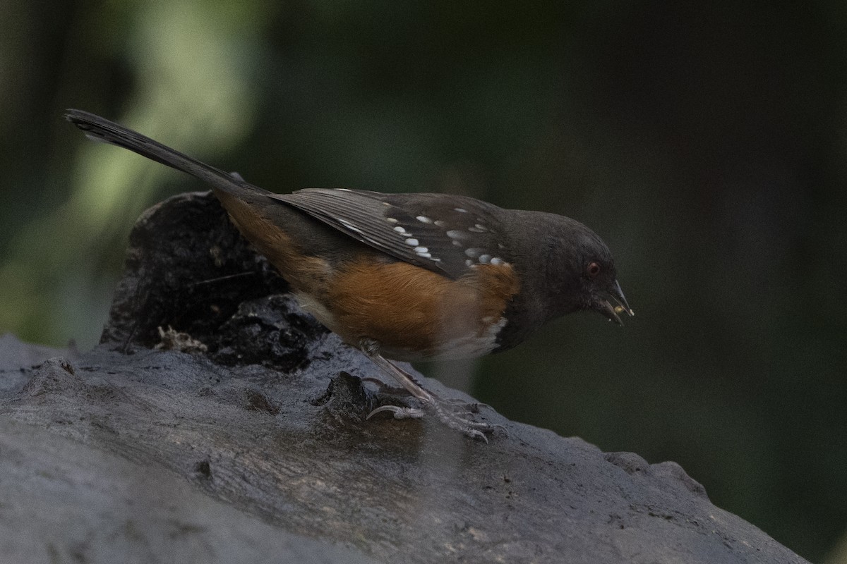 Spotted Towhee - ML620672137