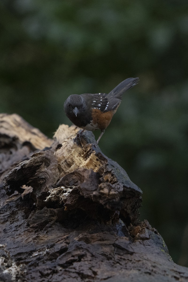 Spotted Towhee - ML620672138