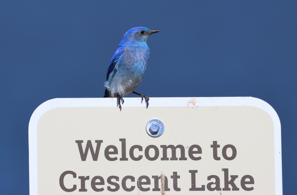 Mountain Bluebird - ML620672140