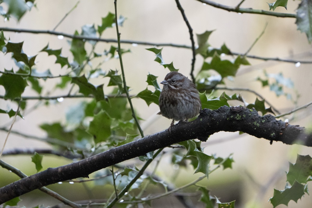 Song Sparrow - ML620672141