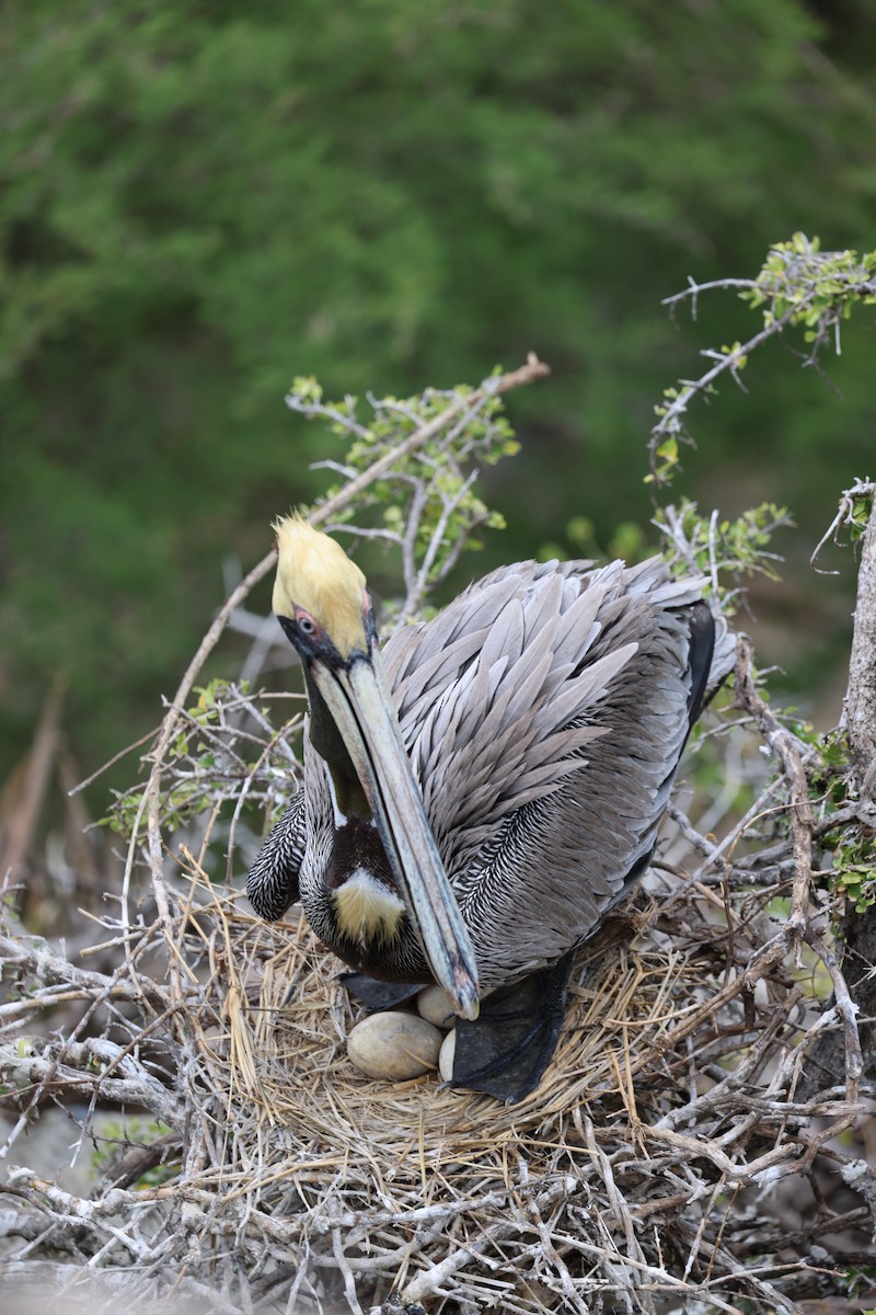 Brown Pelican - ML620672145