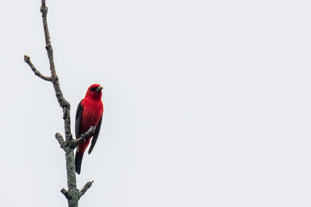 Scarlet Tanager - ML620672147