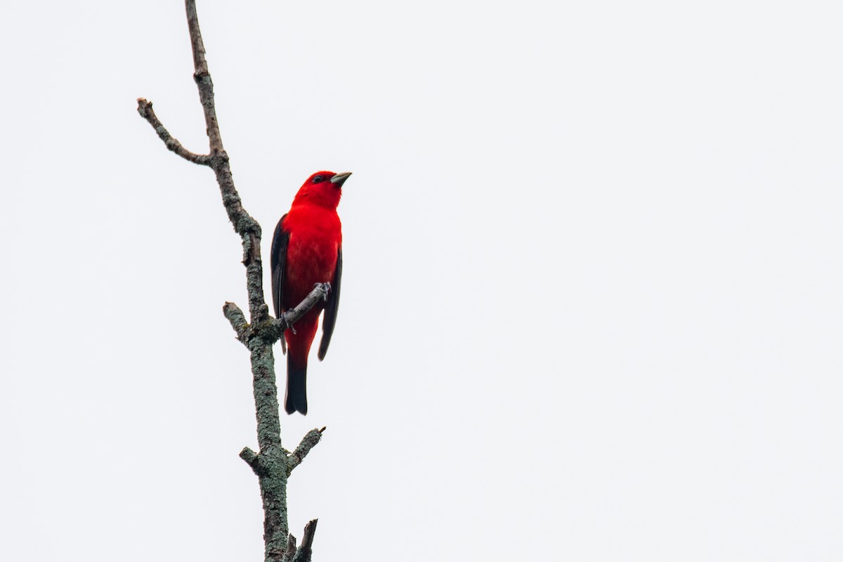 Scarlet Tanager - ML620672148