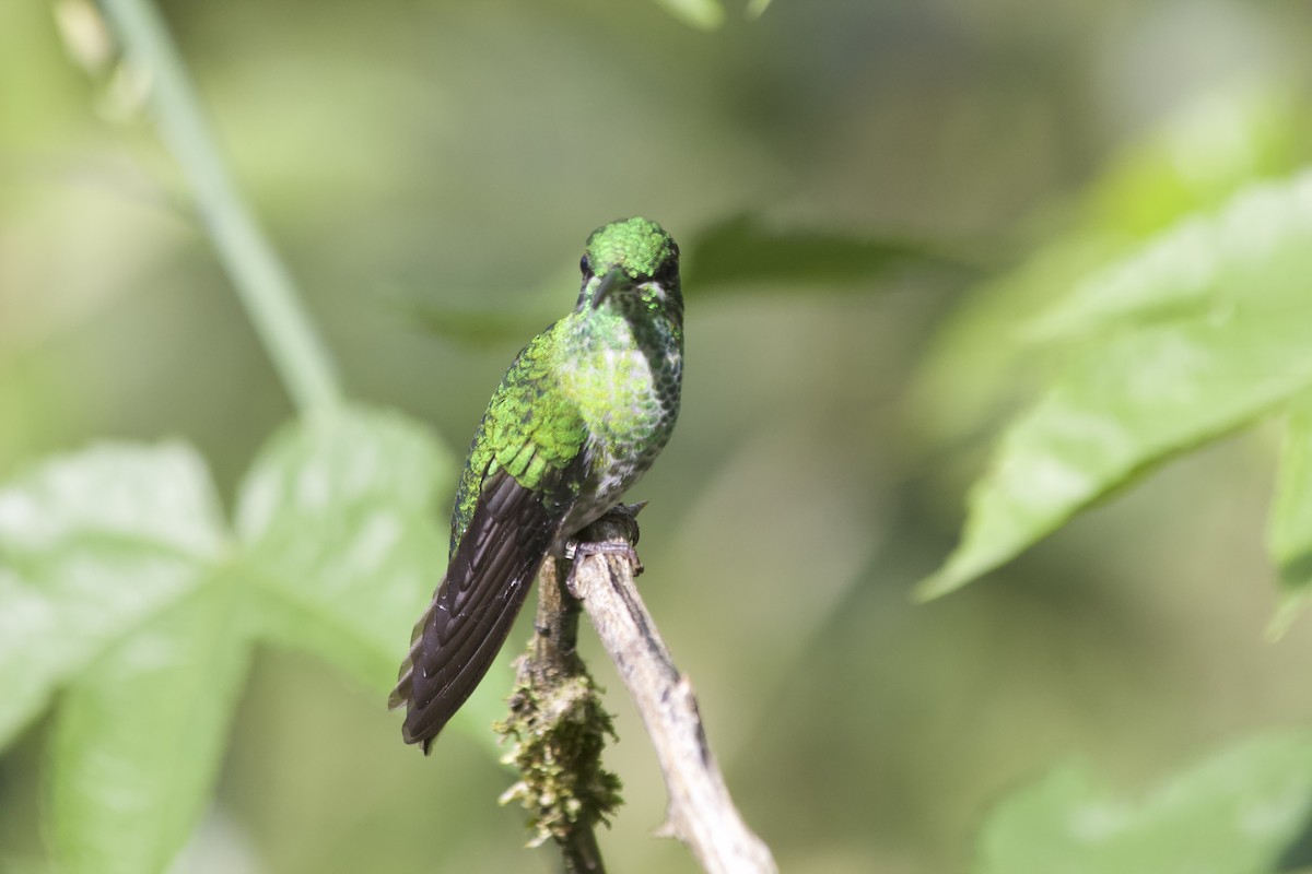 Green-crowned Brilliant - ML620672149