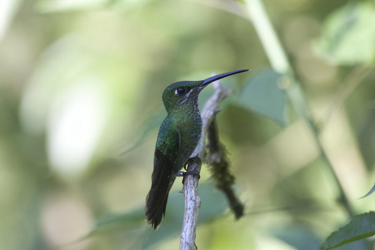 kolibřík subtropický - ML620672151