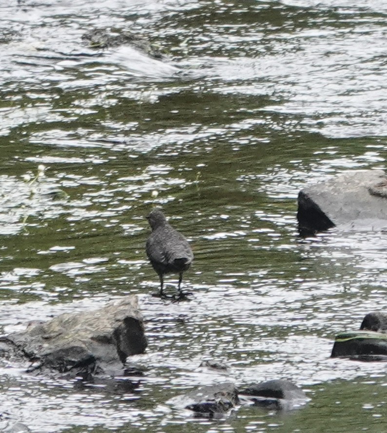 White-throated Dipper - ML620672152