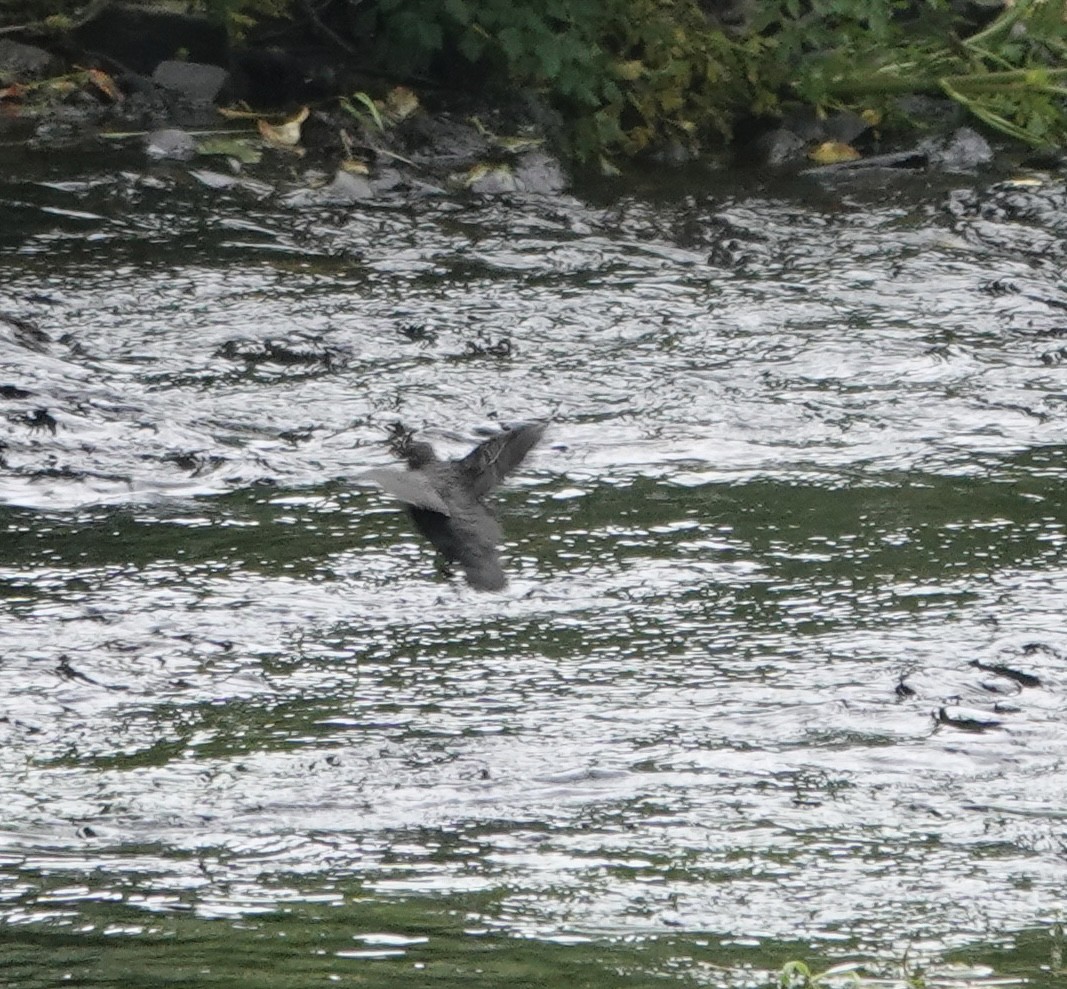 White-throated Dipper - Evan Clark