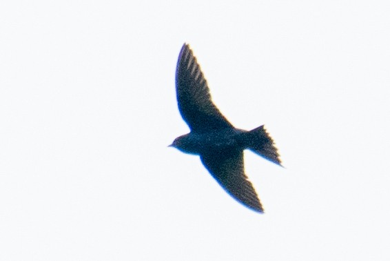 Purple Martin - ML620672156