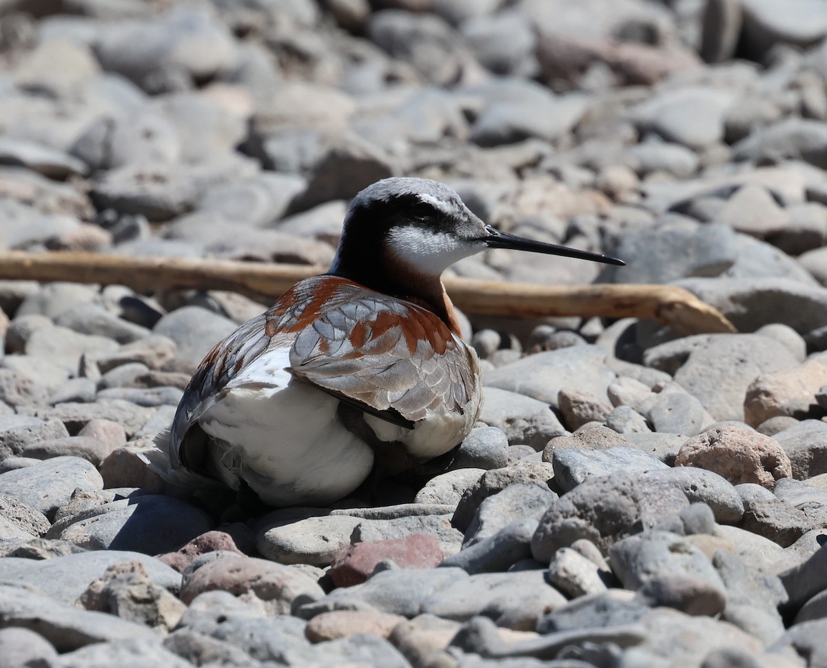 Wilson's Phalarope - ML620672158