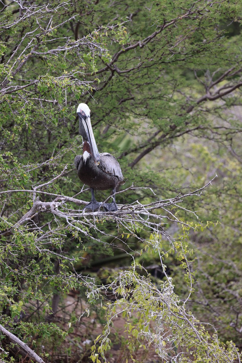 Brown Pelican - ML620672159