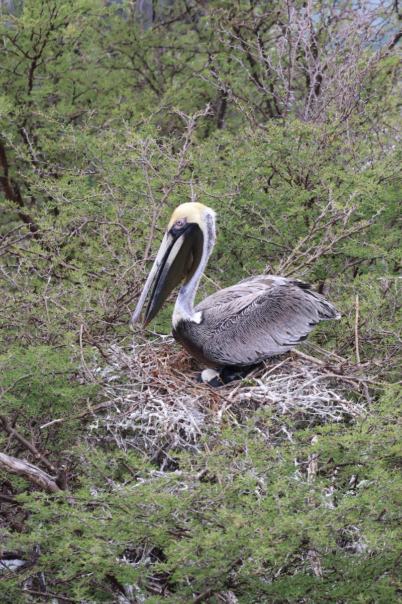 Brown Pelican - ML620672166