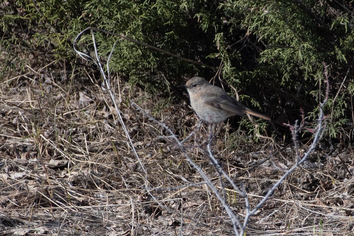 セアカジョウビタキ - ML620672167