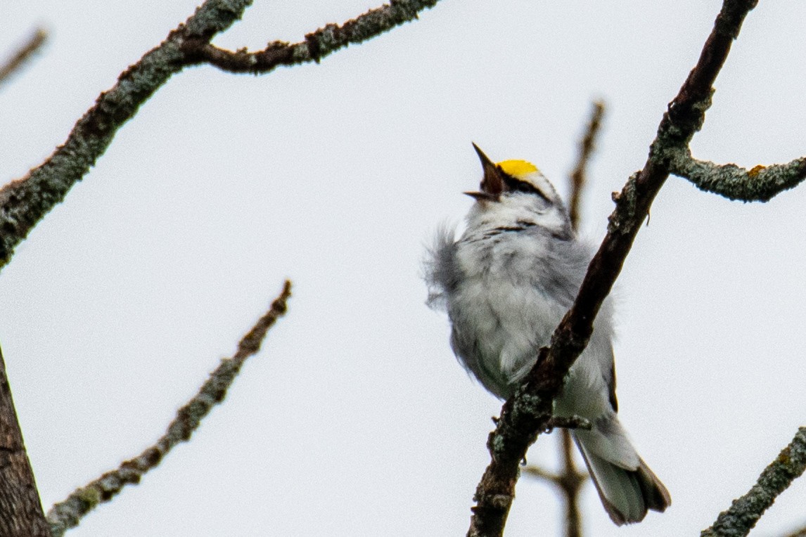 Brewster's Warbler (hybrid) - ML620672168