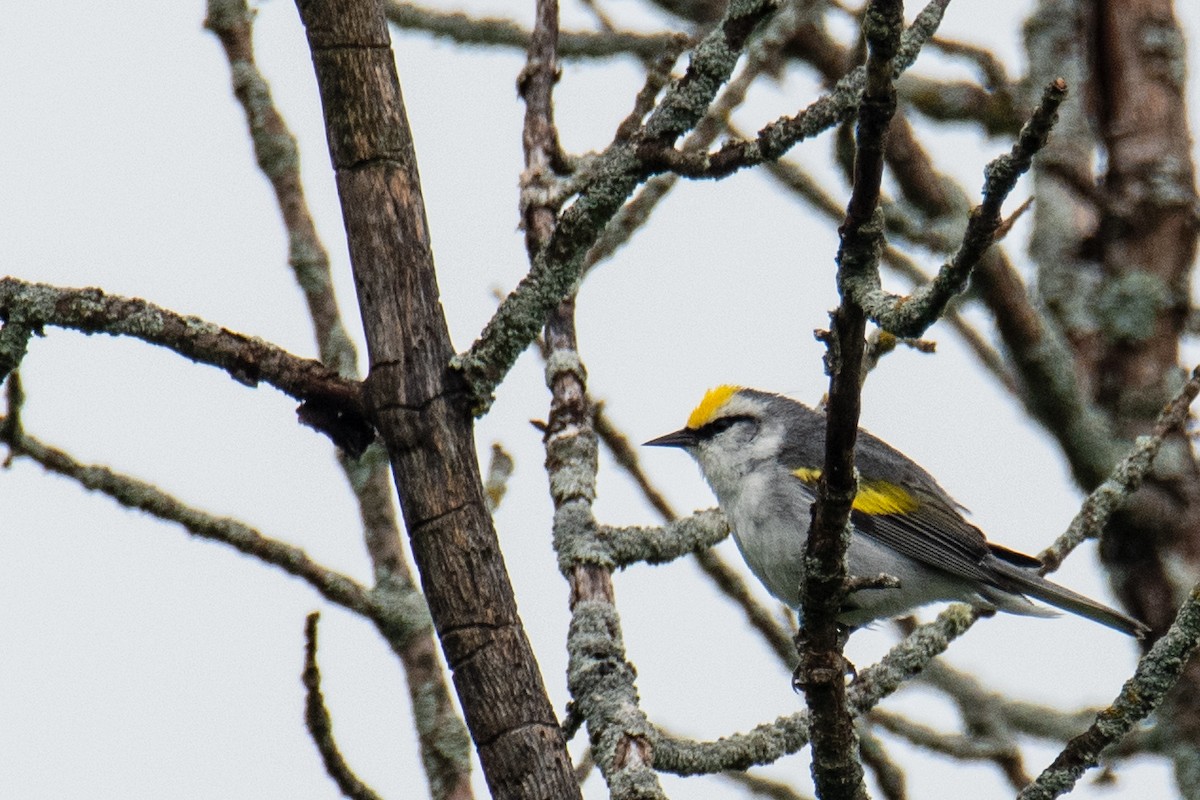 Brewster's Warbler (hybrid) - ML620672169