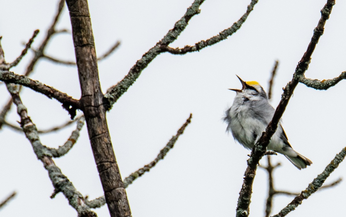 Brewster's Warbler (hybrid) - ML620672172