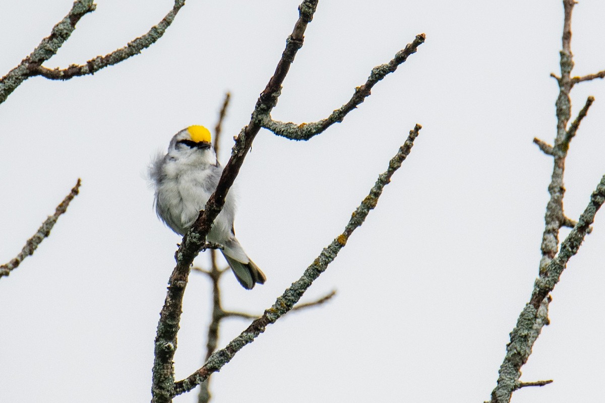 Brewster's Warbler (hybrid) - ML620672173