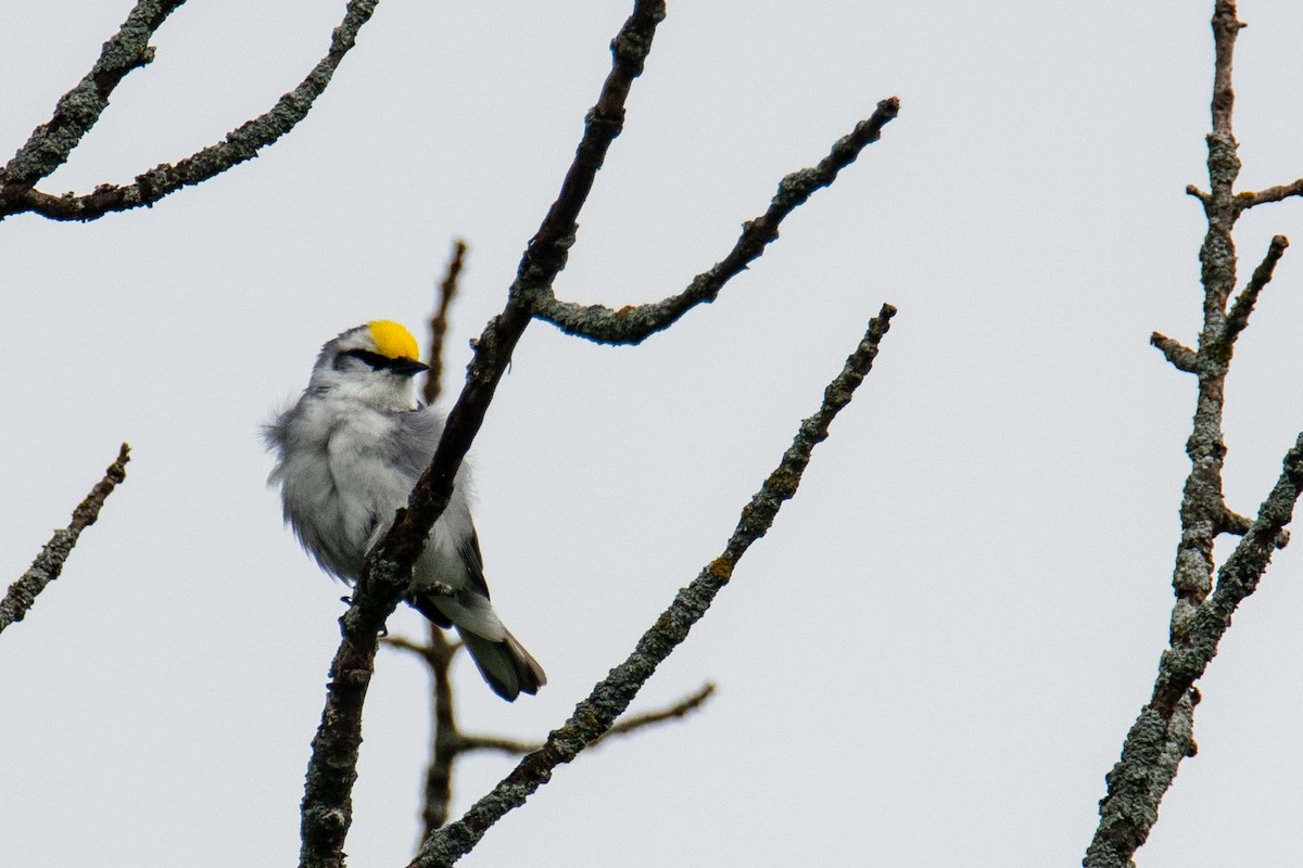 Brewster's Warbler (hybrid) - ML620672174