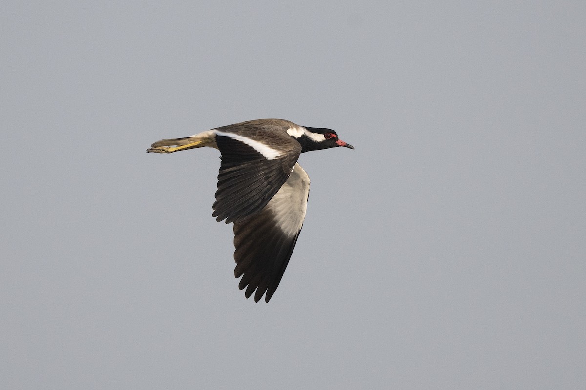 Red-wattled Lapwing - ML620672177