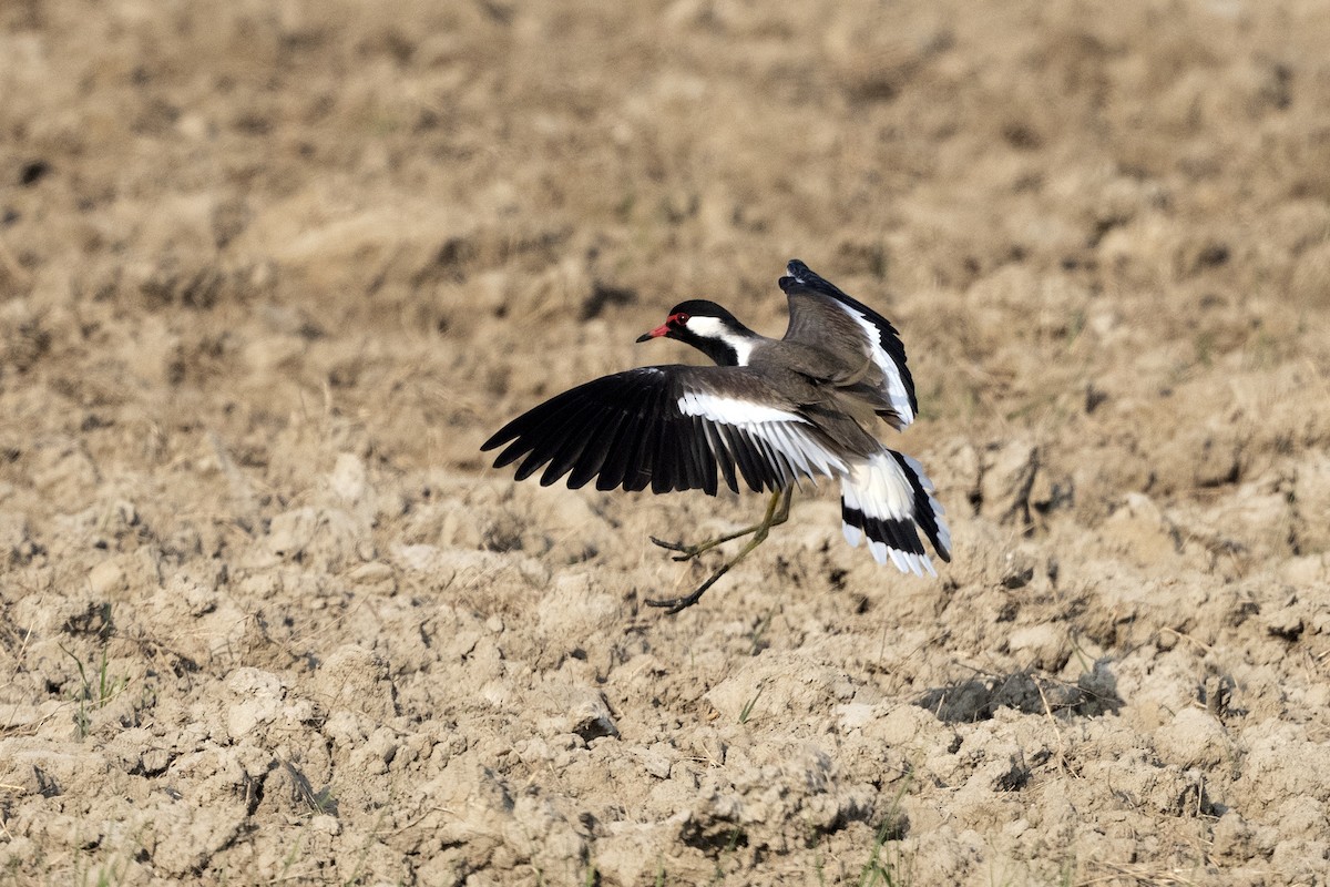 Red-wattled Lapwing - ML620672178