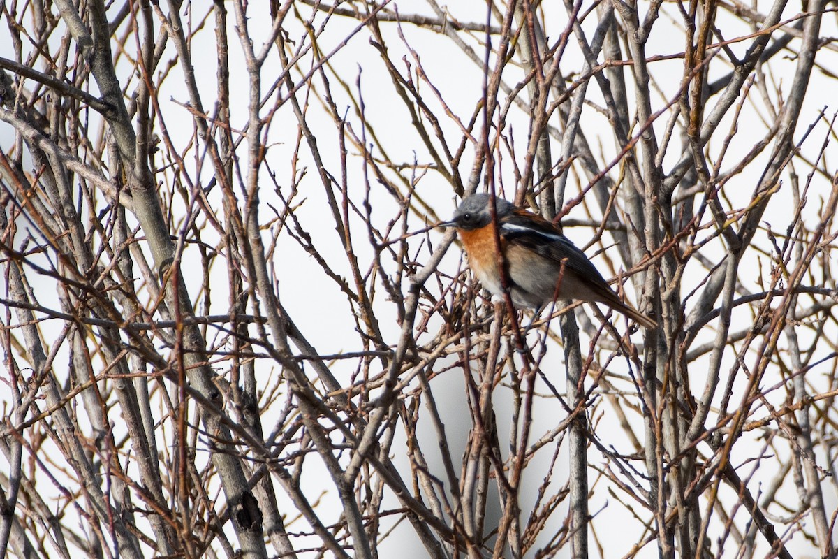 Rufous-backed Redstart - ML620672179