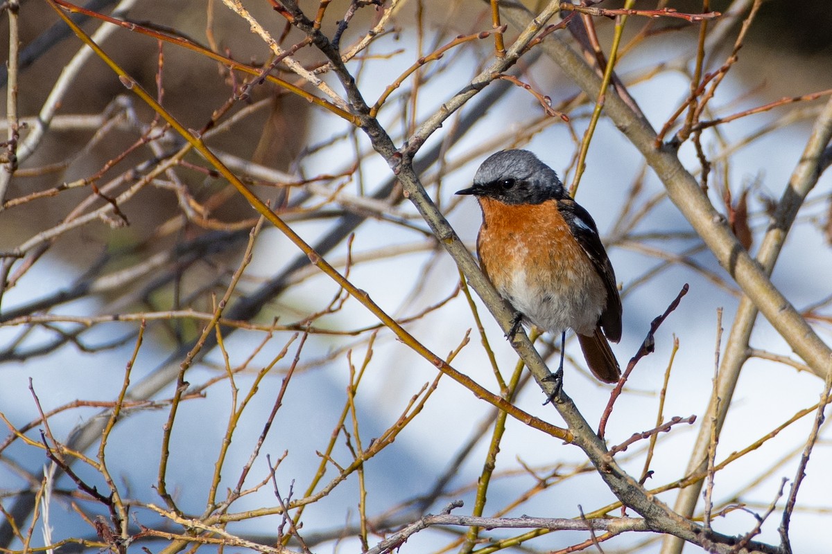 Rufous-backed Redstart - ML620672180