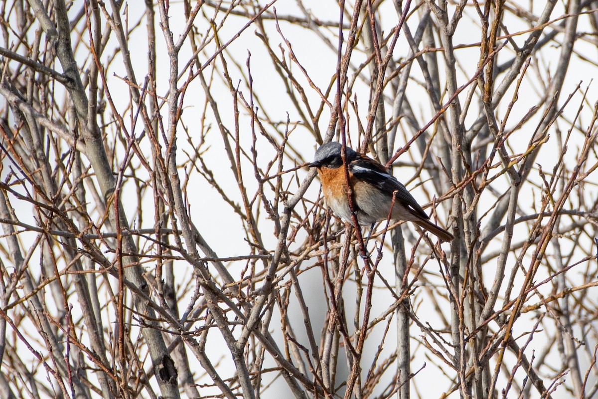 セアカジョウビタキ - ML620672181