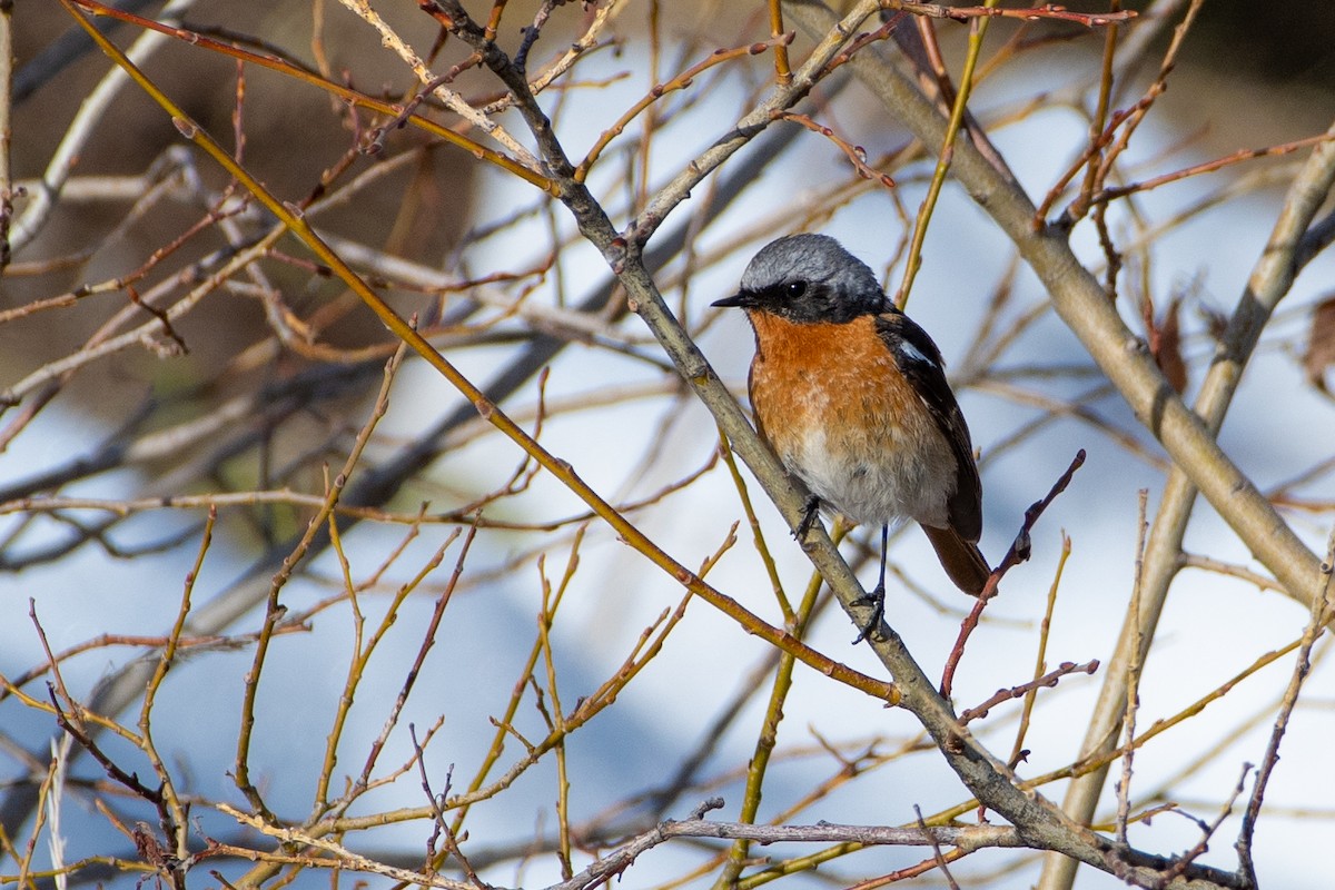 Rufous-backed Redstart - ML620672182