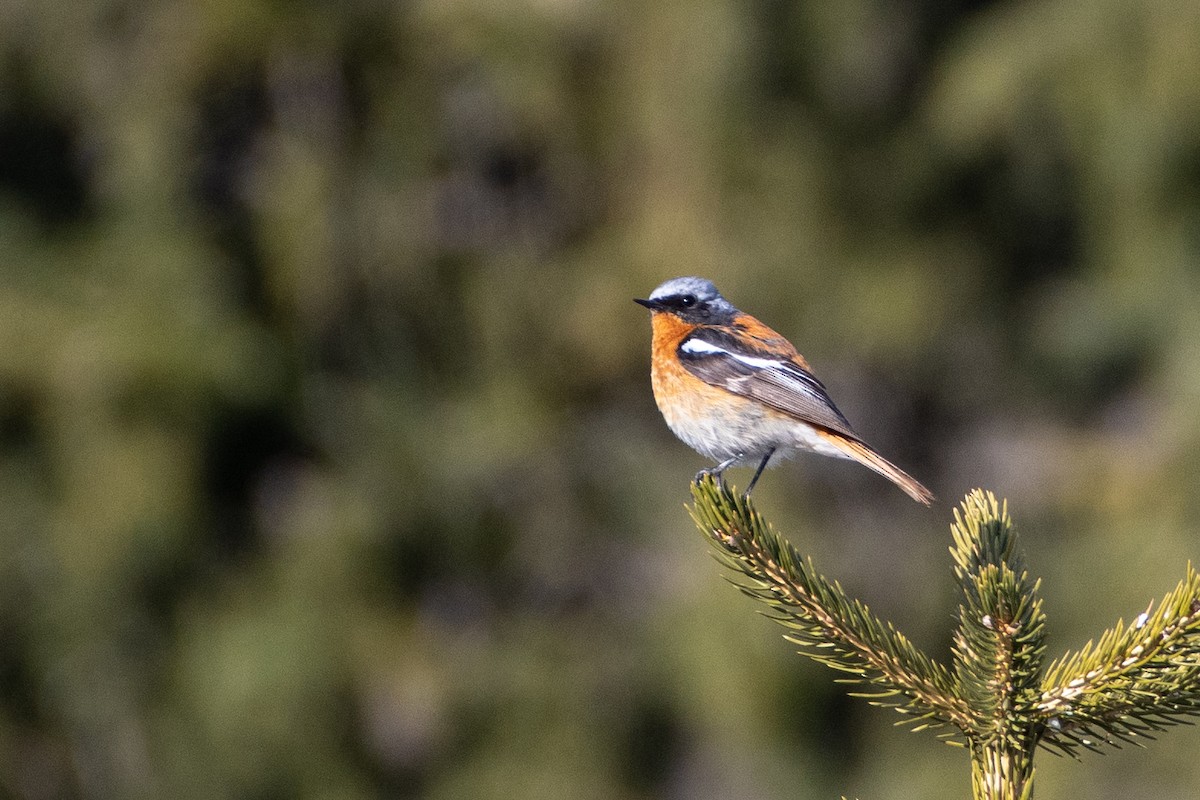 Rufous-backed Redstart - ML620672183