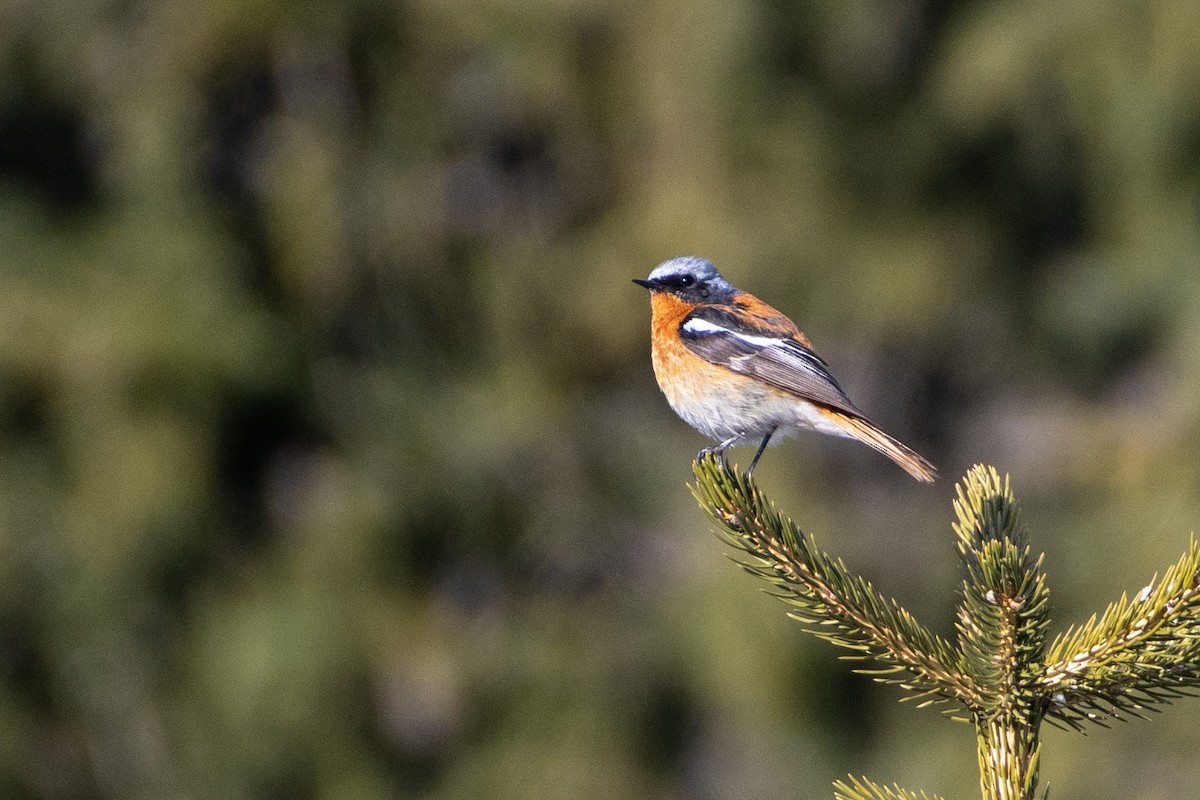 Rufous-backed Redstart - ML620672184