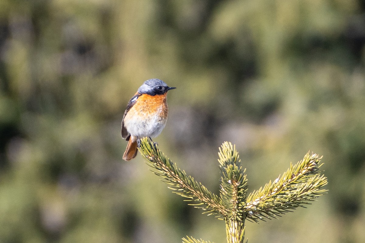 Rufous-backed Redstart - ML620672185