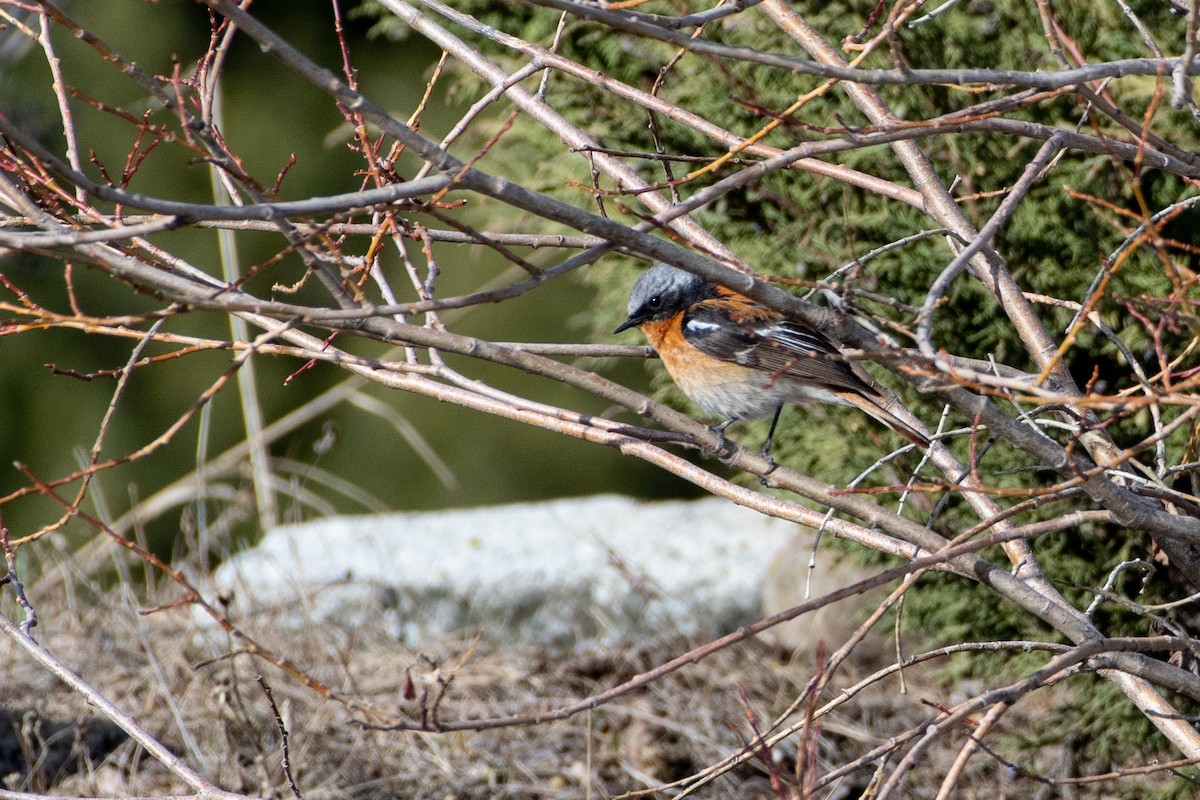 セアカジョウビタキ - ML620672187