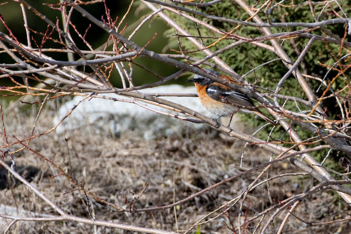 セアカジョウビタキ - ML620672188