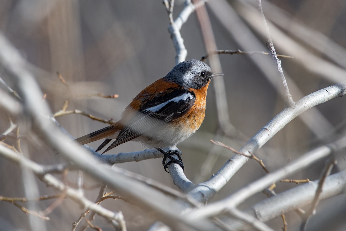 Rufous-backed Redstart - Grigory Evtukh