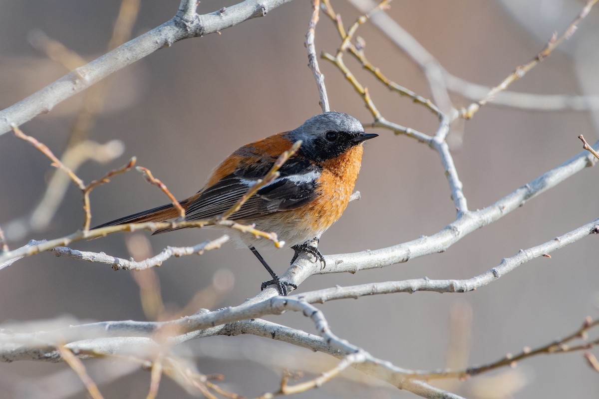 Rufous-backed Redstart - ML620672191