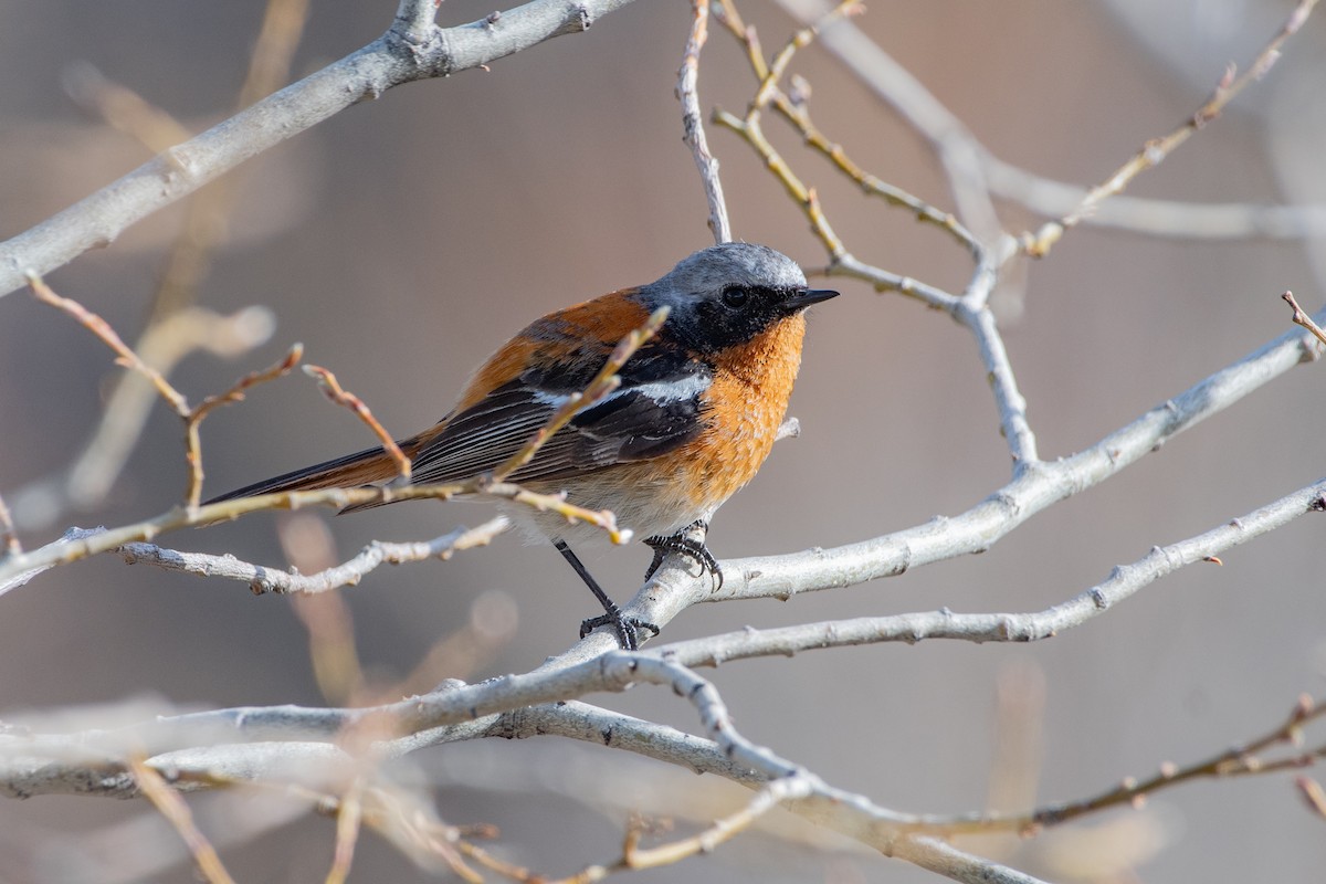 Rufous-backed Redstart - ML620672192