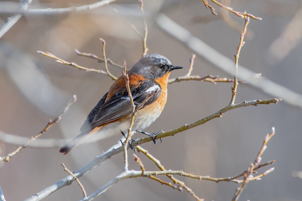 Rufous-backed Redstart - ML620672193