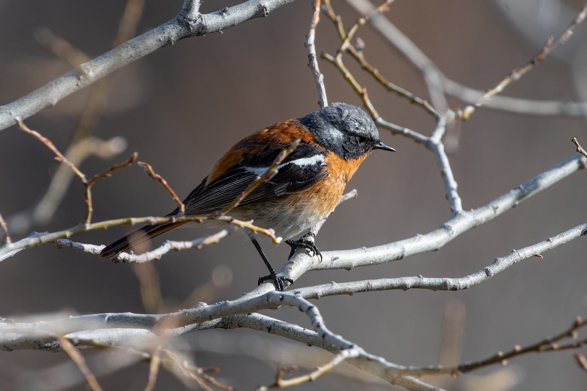 Rufous-backed Redstart - ML620672194