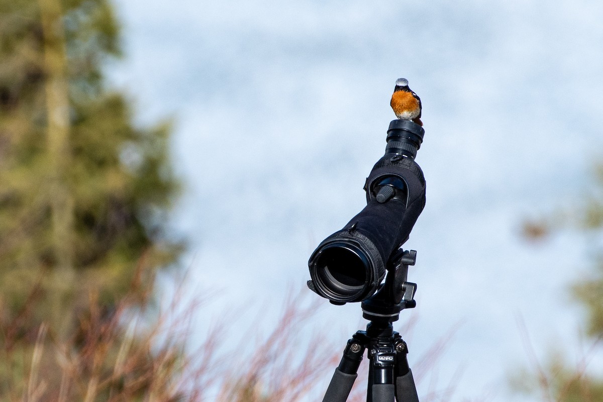 Rufous-backed Redstart - ML620672195