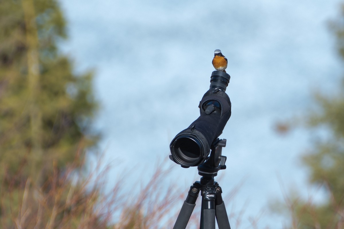 Rufous-backed Redstart - ML620672196