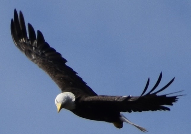 Bald Eagle - ML620672200