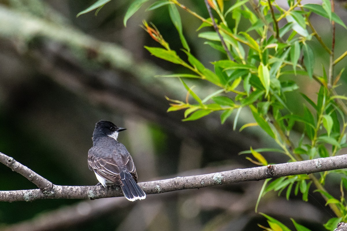 Eastern Kingbird - ML620672204