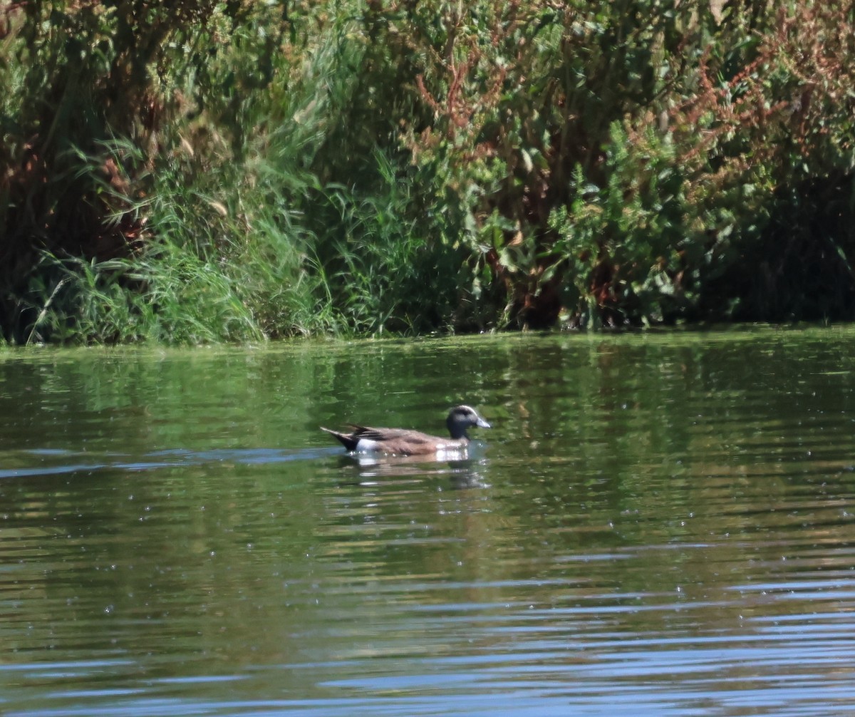 American Wigeon - ML620672207