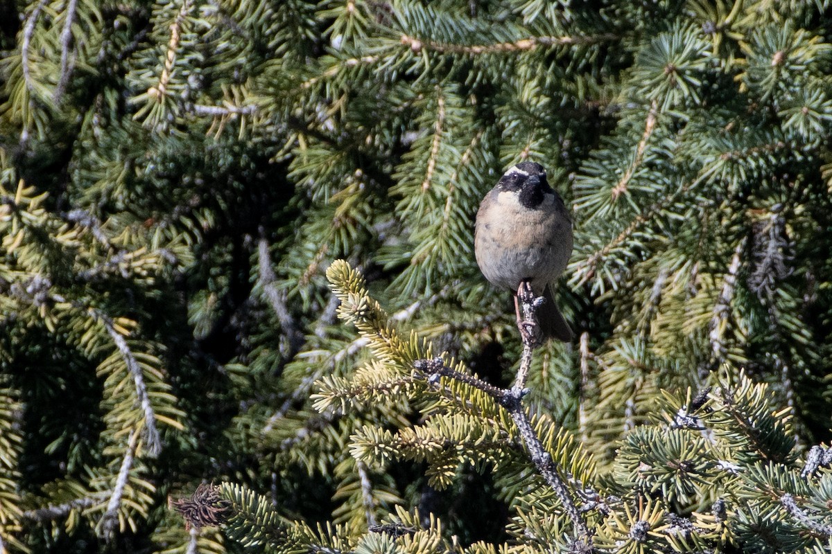 Black-throated Accentor - ML620672208