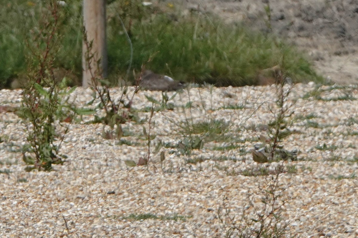 Common Ringed Plover - Robert Wright