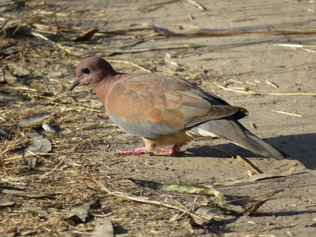 Laughing Dove - ML620672213