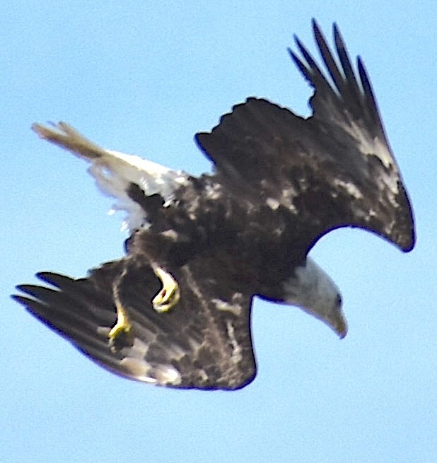 Bald Eagle - ML620672214