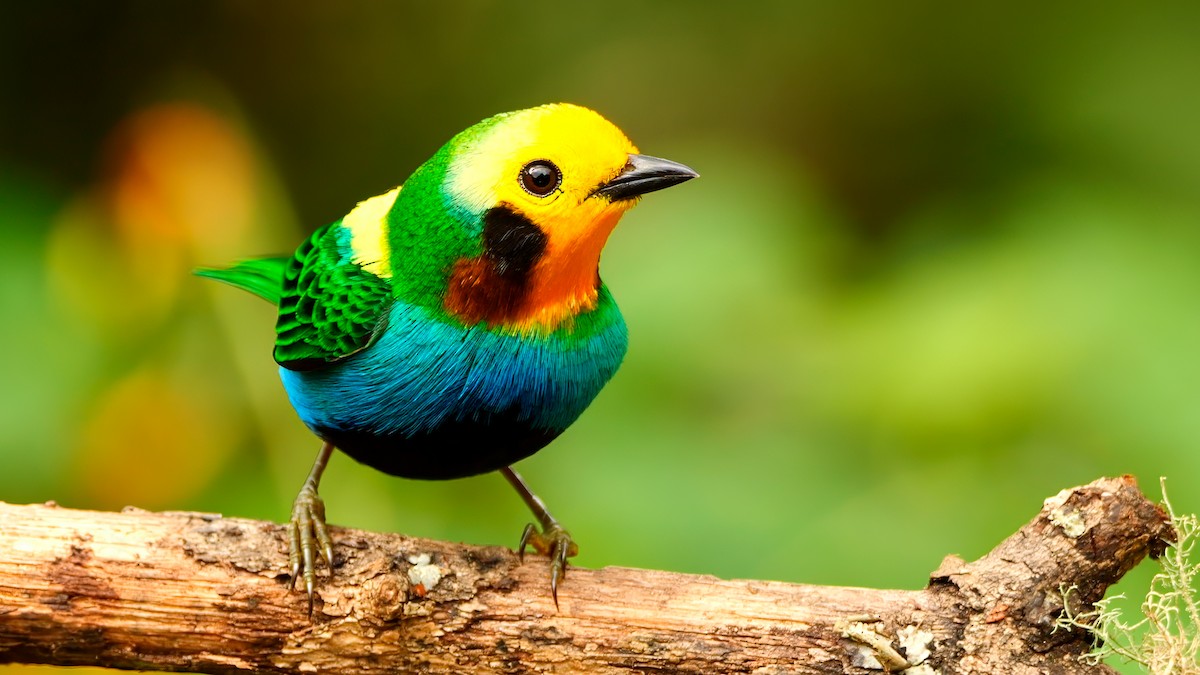 Multicolored Tanager - ML620672218
