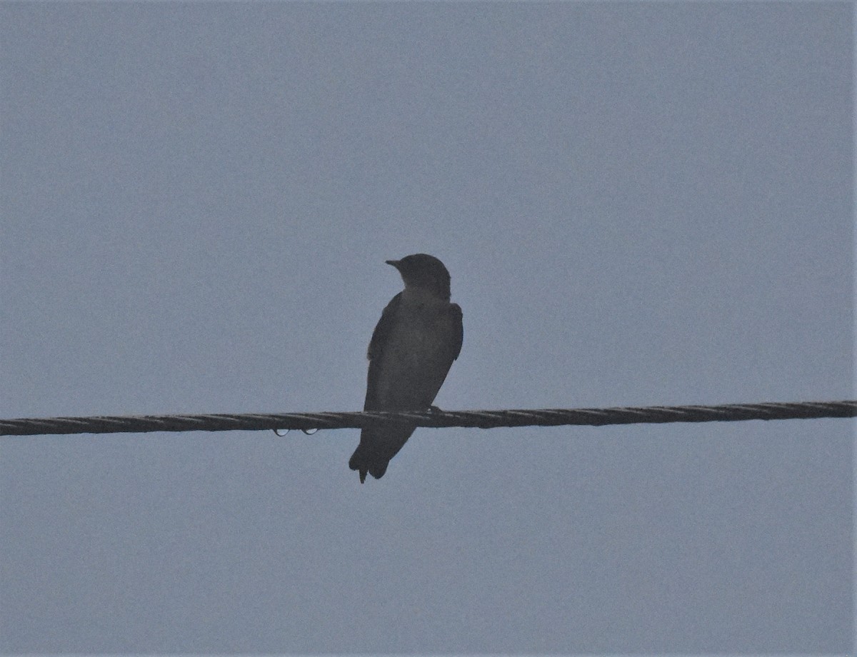 Southern Rough-winged Swallow - ML620672220